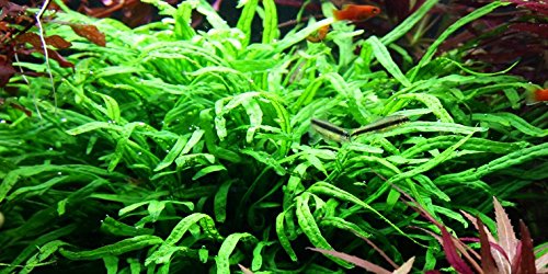 Trident Javafarn / Microsorum pteropus 'Trident' von AquaPlants