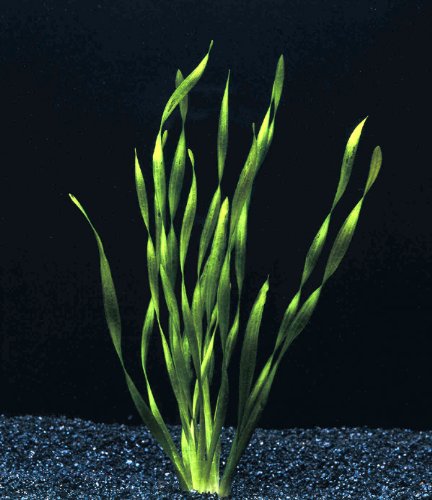 Verschiedene Arten von VALLISNERIA x5 - Aquarienpflanzen von AquaPlants
