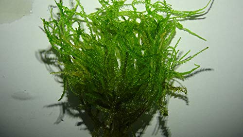 Vesicularia sp. "Mini Christmas Moss" / Christmas Moss Mini - Portion 4x6 cm *TOP-RARITÄT* Vesicularia sp. "Mini Christmas Moss" / Christmas Moss Mini - Portion 4x6 cm *TOP-RARITÄT* von AquaPlants