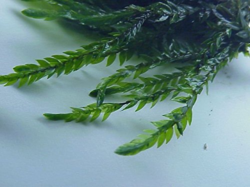 Willow Moss - Fontinalis antipyretica - Live Aquatic Plant von AquaPlants