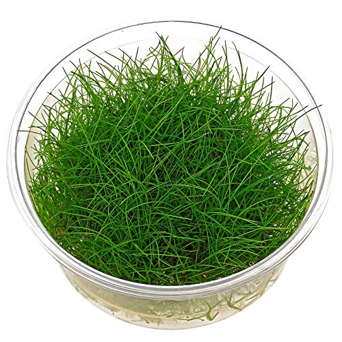 Zwerghaargras Eleocharis acicularis In-vitro Lebende Aquariumpflanze Zwerghaargras Eleocharis acicularis In-vitro Lebende Aquariumpflanze von AquaPlants