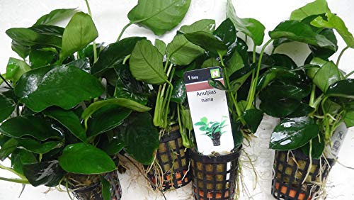 Zwergspeerblatt/Anubias bart. VAR. Nana Zwergspeerblatt/Anubias bart. VAR. Nana von AquaPlants