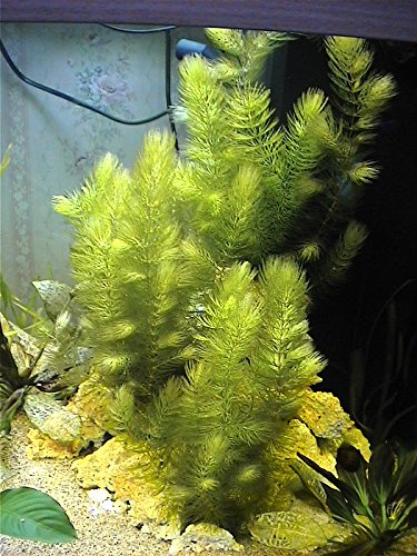 hornmoose – Raues Hornblatt – Lebende Aquarium-Pflanze von AquaPlants