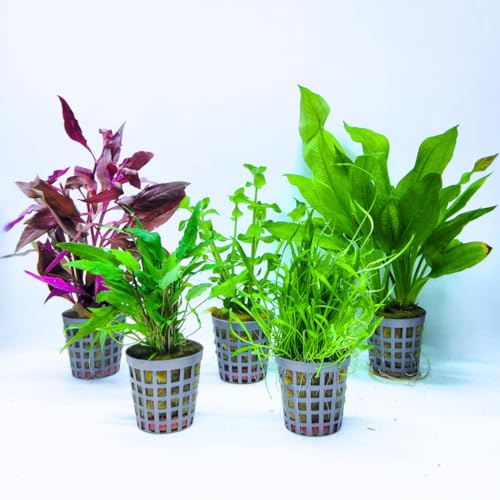 Aquabetta Aquarium Pflanzen set I 5X Wasserpflanzen I - Alternanthera - Cryptocoryne - Bacopa - Echinodorus - Lilaeopsis I Set mit 5 Aquariumpflanzen echt | Einsteiger Aquarienpflanzen von Aquabetta