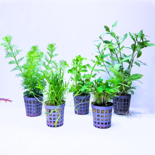 Aquabetta Aquarium Pflanzen set I 5X Wasserpflanzen I Bacopa – Cryptocoryne – Hygrophila – Limnophila – Lilaeopsis I Set mit 5 Aquariumpflanzen echt | Einsteiger Aquarienpflanzen von Aquabetta