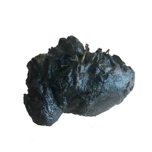 Stern-Seerose/Nymphaea nouchali Sri Lanka / Nymphea Stellata - Wasserpflanzen für Aquarien von AquaPlants