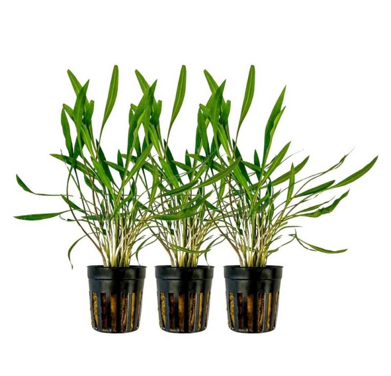 Aquaone Wasserpflanze Aquarium 3 Stück Pflanze Cryptocoryne pink panther Topf Nr.309P von Aquaone