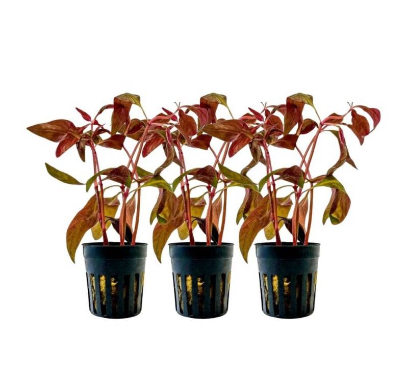 Aquaone Wasserpflanze Aquarium Pflanze 3 Stück Alternanthera lilacina Topf Nr.323L von Aquaone