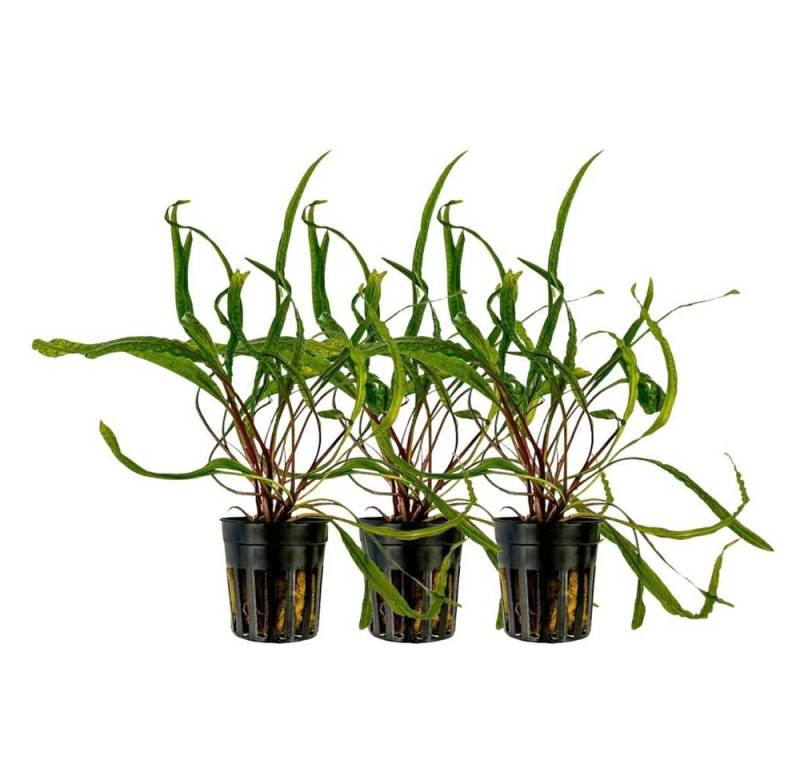 Aquaone Wasserpflanze Aquarium Pflanze 3 Stück Cryptocoryne balansae Topf Nr.309B von Aquaone