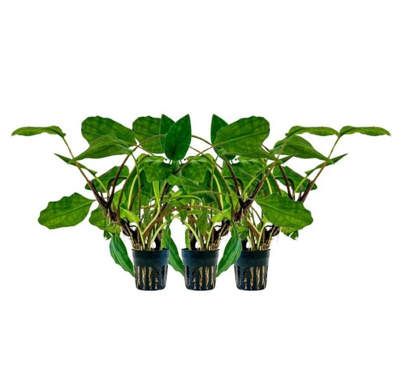 Aquaone Wasserpflanze Aquarium Pflanze 3 Stück Lagenandra sp green Topf Nr.304 von Aquaone
