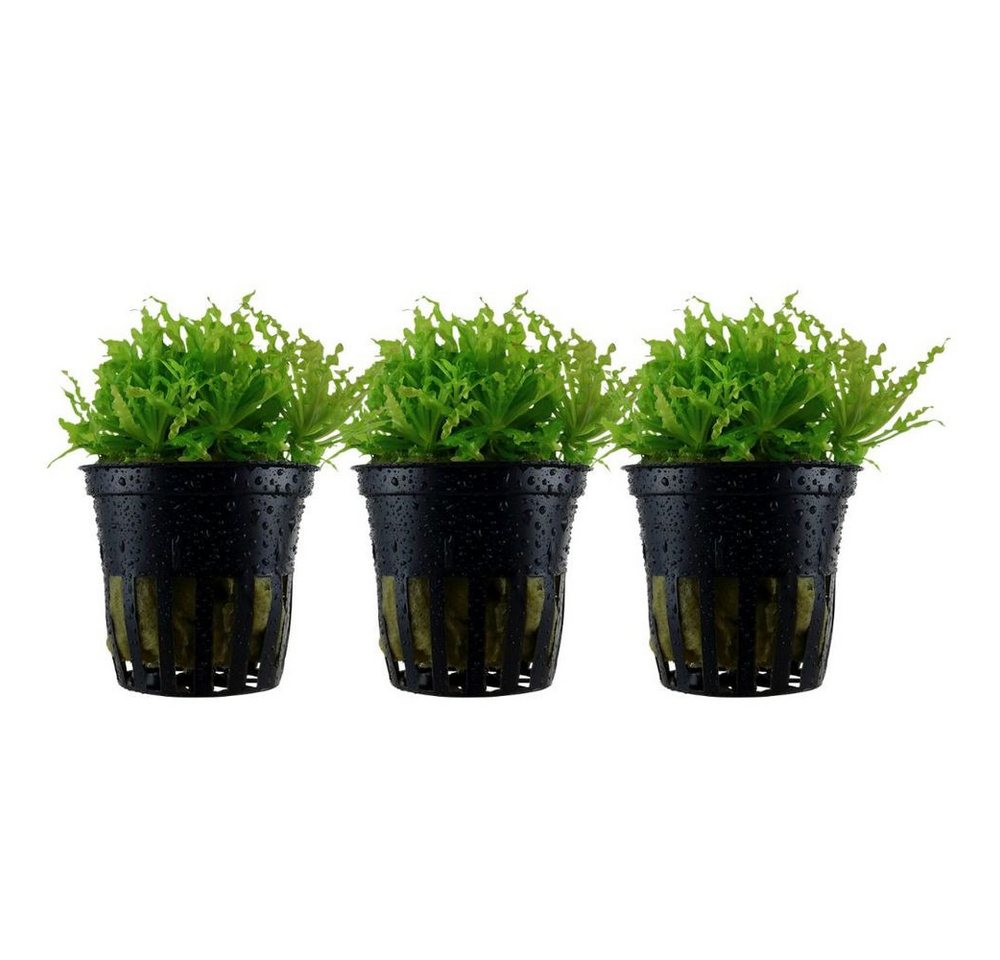 Aquaone Wasserpflanze Aquarium Pflanze 3 Stück Pogostemon helferi Wasserpflanze Nr.053H Set Aquaone Wasserpflanze Aquarium Pflanze 3 Stück Pogostemon helferi Wasserpflanze Nr.053H Set von Aquaone
