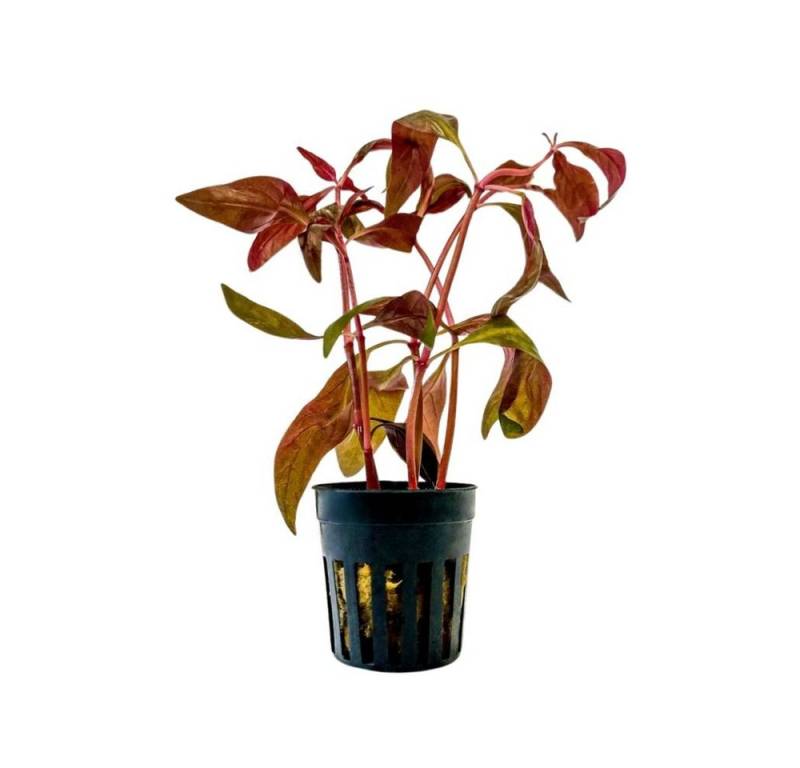 Aquaone Wasserpflanze Aquarium Pflanze Alternanthera lilacina Topf Nr.323L von Aquaone