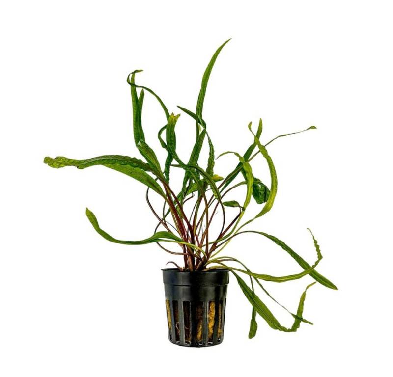 Aquaone Wasserpflanze Aquarium Pflanze Cryptocoryne balansae Topf Nr.309B von Aquaone