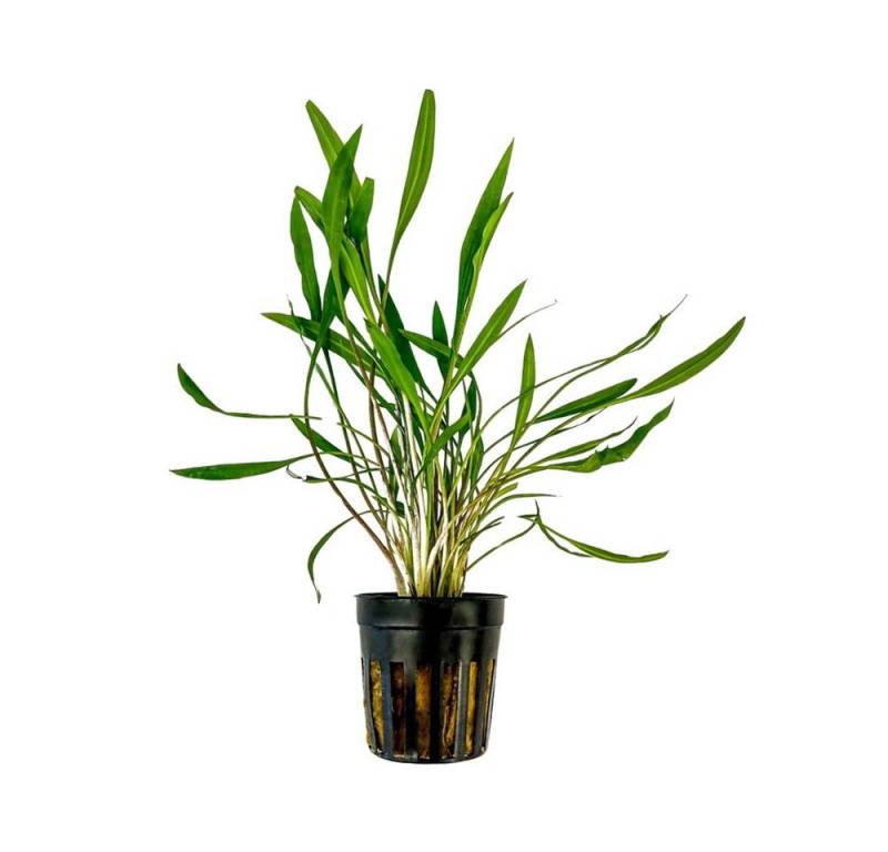 Aquaone Wasserpflanze Aquarium Pflanze Cryptocoryne pink panther Topf Nr.309P Aquaone Wasserpflanze Aquarium Pflanze Cryptocoryne pink panther Topf Nr.309P von Aquaone