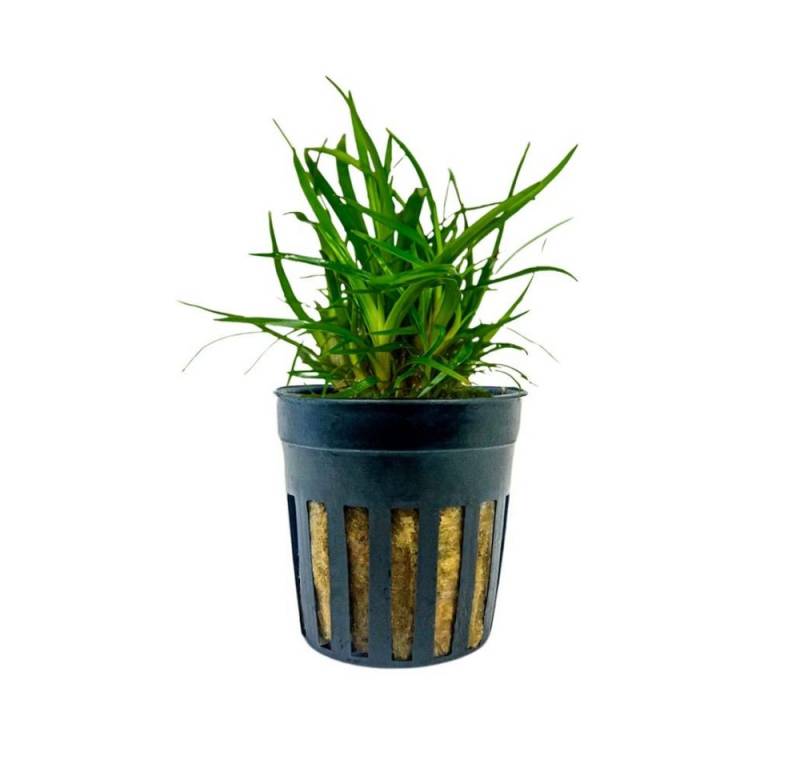 Aquaone Wasserpflanze Aquarium Pflanze Eriocaulon sp. 'Vietnam' Topf Nr.391A von Aquaone