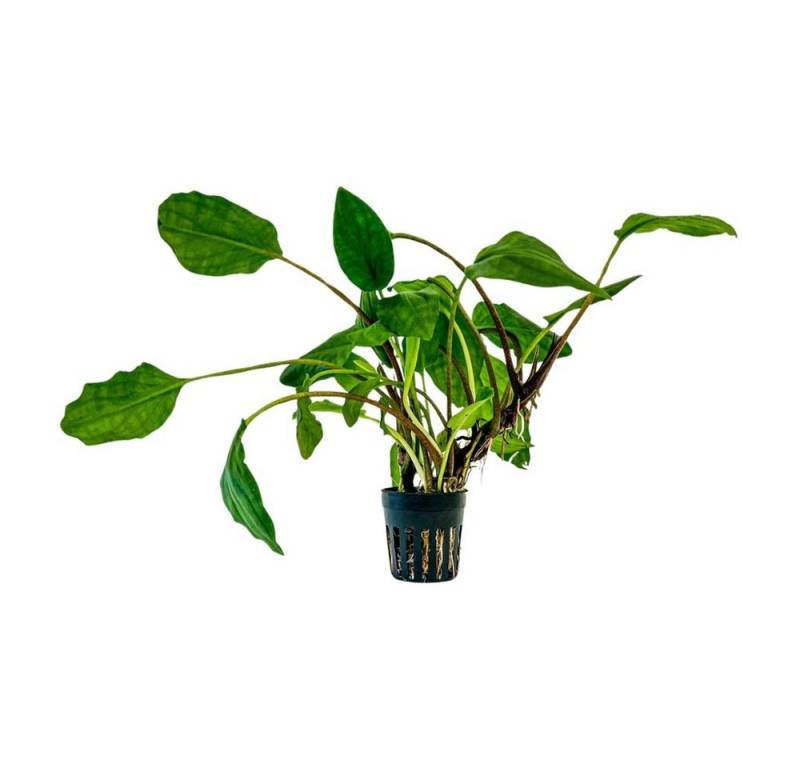 Aquaone Wasserpflanze Aquarium Pflanze Lagenandra sp green Topf Nr.304 von Aquaone