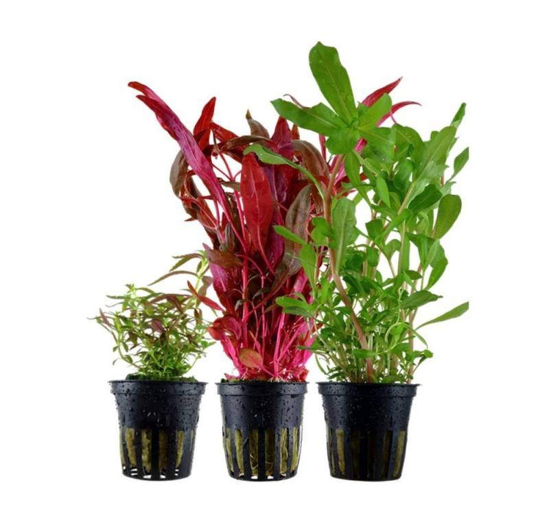 Aquaone Wasserpflanze 'Buntes' Set mit 3 Topf Pflanzen Aquariumpflanzen Set Nr.143 von Aquaone