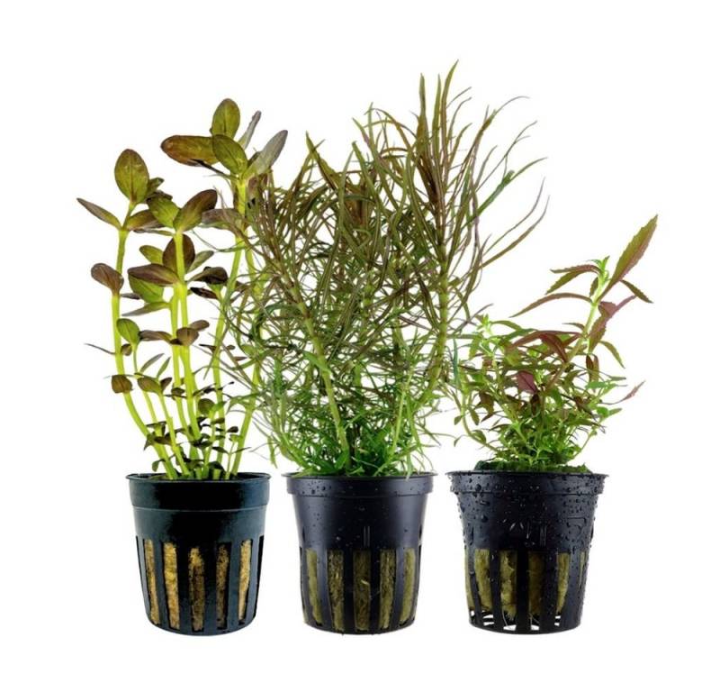 Aquaone Wasserpflanze 'Buntes' Set mit 3 Topf Pflanzen Aquariumpflanzen Set Nr.244 von Aquaone