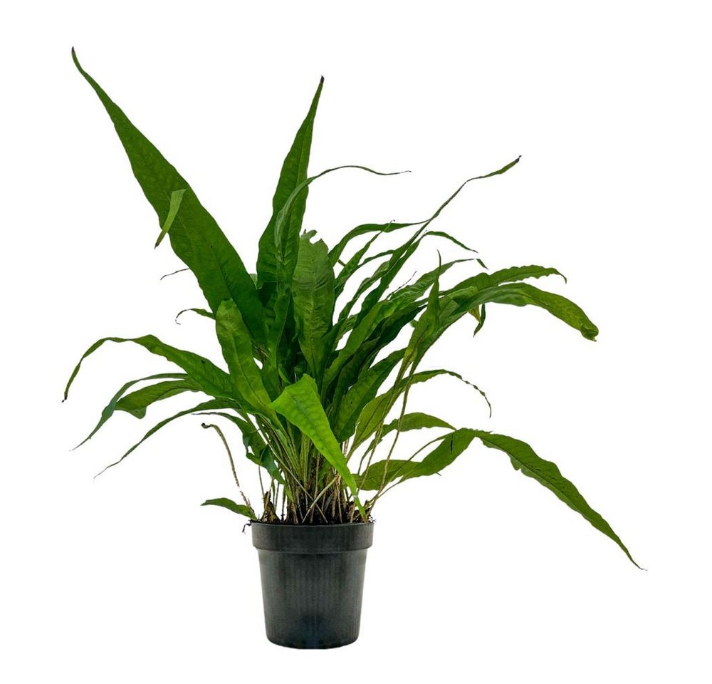 Aquaone Wasserpflanze Mutterpflanze Aquarium Pflanze Microsorum pteropus Nr.308 XL Aquarium Aquaone Wasserpflanze Mutterpflanze Aquarium Pflanze Microsorum pteropus Nr.308 XL Aquarium von Aquaone