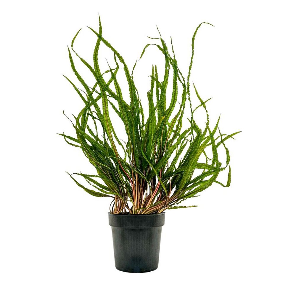 Aquaone Wasserpflanze Mutterpflanze Aquariumpflanze Cryptocoryne Balansae Topf Nr.309B XL von Aquaone