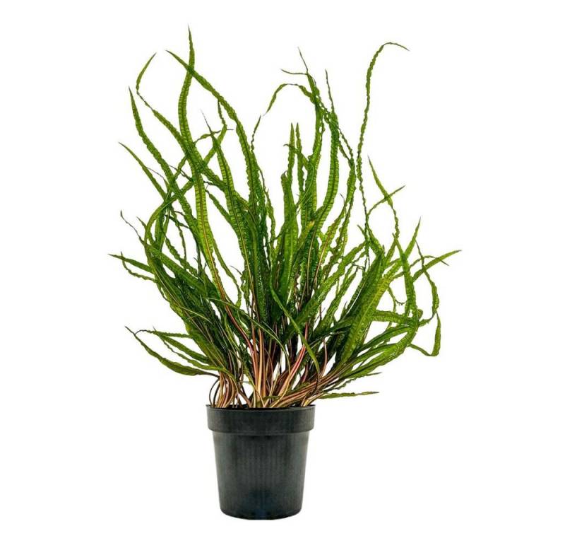 Aquaone Wasserpflanze Mutterpflanze Aquariumpflanze Cryptocoryne Balansae Topf Nr.309B XL Aquaone Wasserpflanze Mutterpflanze Aquariumpflanze Cryptocoryne Balansae Topf Nr.309B XL von Aquaone