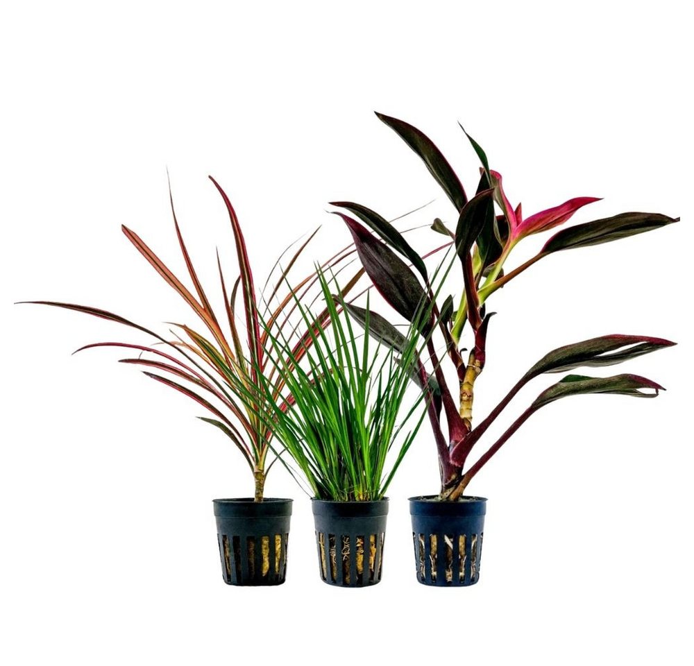 Aquaone Wasserpflanze Pflanzen Set mit 3 Terrarienpflanzen Nr.278 Aquaone Wasserpflanze Pflanzen Set mit 3 Terrarienpflanzen Nr.278 von Aquaone