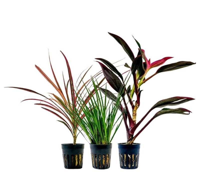 Aquaone Wasserpflanze Pflanzen Set mit 3 Terrarienpflanzen Nr.278 von Aquaone