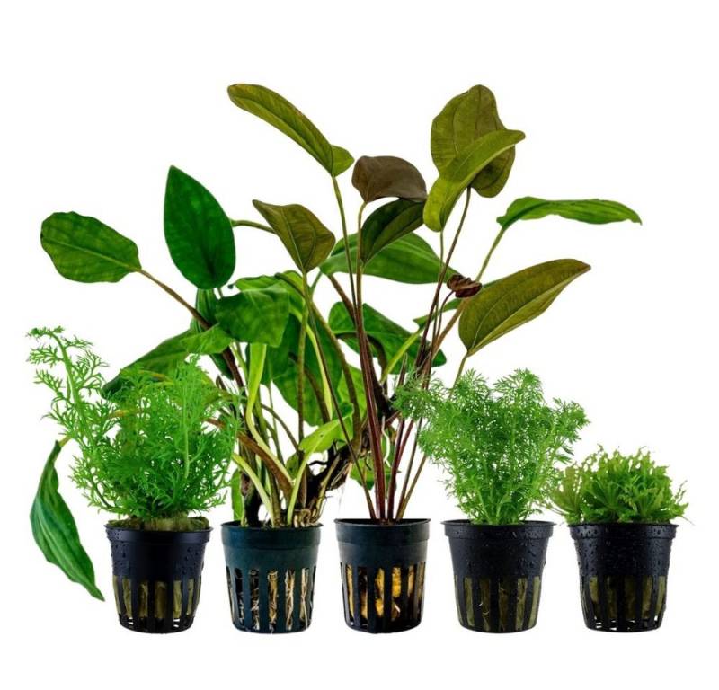 Aquaone Wasserpflanze Pflanzen Set mit 5 Einsteiger Wasserpflanzen Nr.222 Aquaone Wasserpflanze Pflanzen Set mit 5 Einsteiger Wasserpflanzen Nr.222 von Aquaone