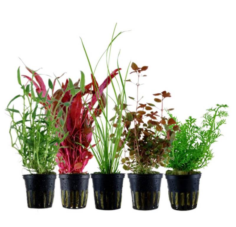 Aquaone Wasserpflanze Pflanzen Set mit 5 Hintergrund Wasserpflanzen Nr.118 Aquaone Wasserpflanze Pflanzen Set mit 5 Hintergrund Wasserpflanzen Nr.118 von Aquaone