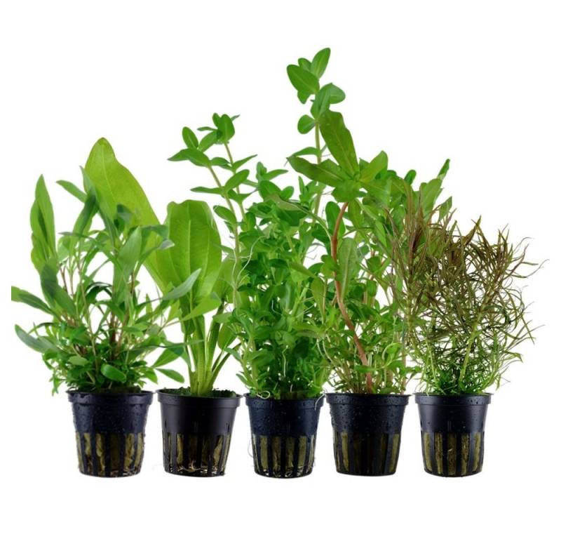 Aquaone Wasserpflanze Pflanzen Set mit 5 Hintergrund Wasserpflanzen Nr.141 von Aquaone