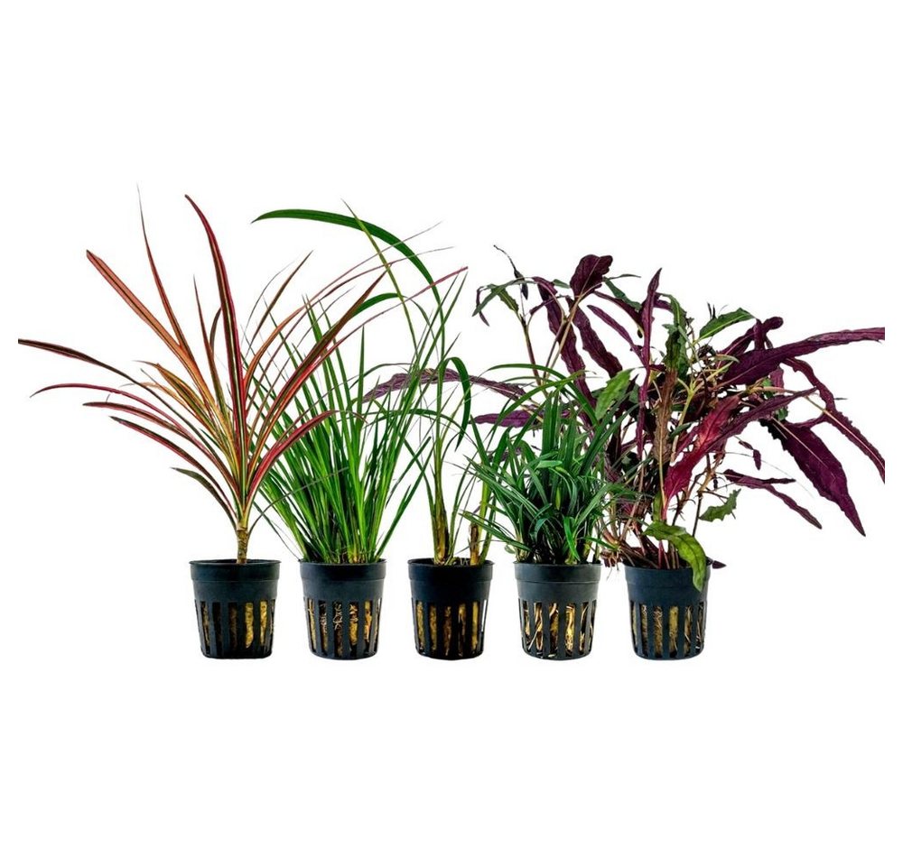 Aquaone Wasserpflanze Pflanzen Set mit 5 Terrarienpflanzen Nr.272 Aquaone Wasserpflanze Pflanzen Set mit 5 Terrarienpflanzen Nr.272 von Aquaone