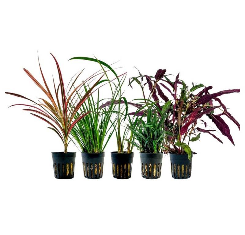 Aquaone Wasserpflanze Pflanzen Set mit 5 Terrarienpflanzen Nr.272 Aquaone Wasserpflanze Pflanzen Set mit 5 Terrarienpflanzen Nr.272 von Aquaone