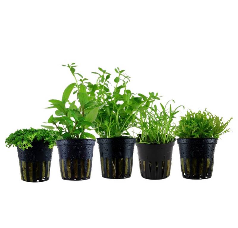 Aquaone Wasserpflanze Pflanzen Set mit 5 Vordergrund Wasserpflanzen Nr.112 von Aquaone