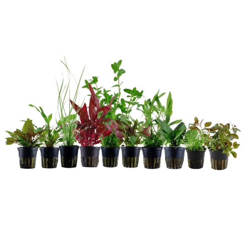 Aquaone Wasserpflanze Set für 80 Liter Aquarien mit 10 Pflanzen Aquariumpflanzen Set Nr.137 Aquaone Wasserpflanze Set für 80 Liter Aquarien mit 10 Pflanzen Aquariumpflanzen Set Nr.137 von Aquaone