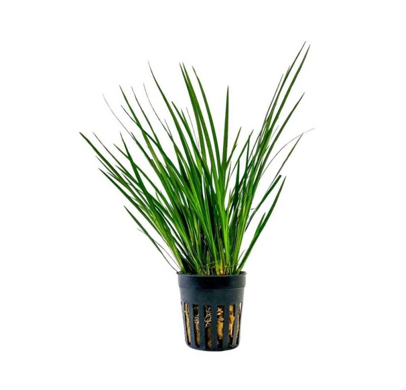 Aquaone Wasserpflanze Terrarium Pflanze Acorus gramineus Topf Nr.401T von Aquaone