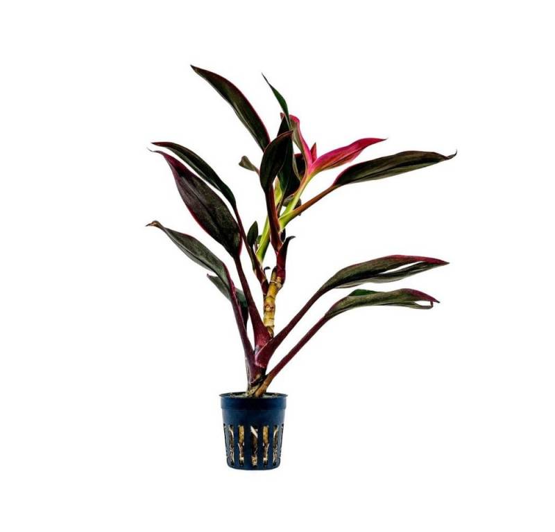 Aquaone Wasserpflanze Terrarium Pflanze Cordyline red edge Topf Nr.402T von Aquaone