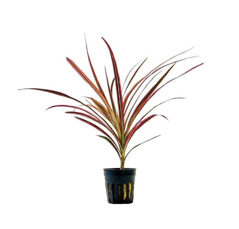 Aquaone Wasserpflanze Terrarium Pflanze Dracaena marginata red Topf Nr.403T von Aquaone