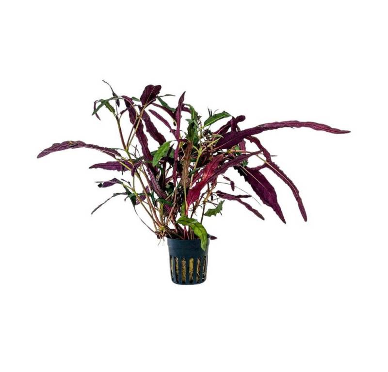 Aquaone Wasserpflanze Terrarium Pflanze Hemygraphis exotica Topf Nr.404T von Aquaone