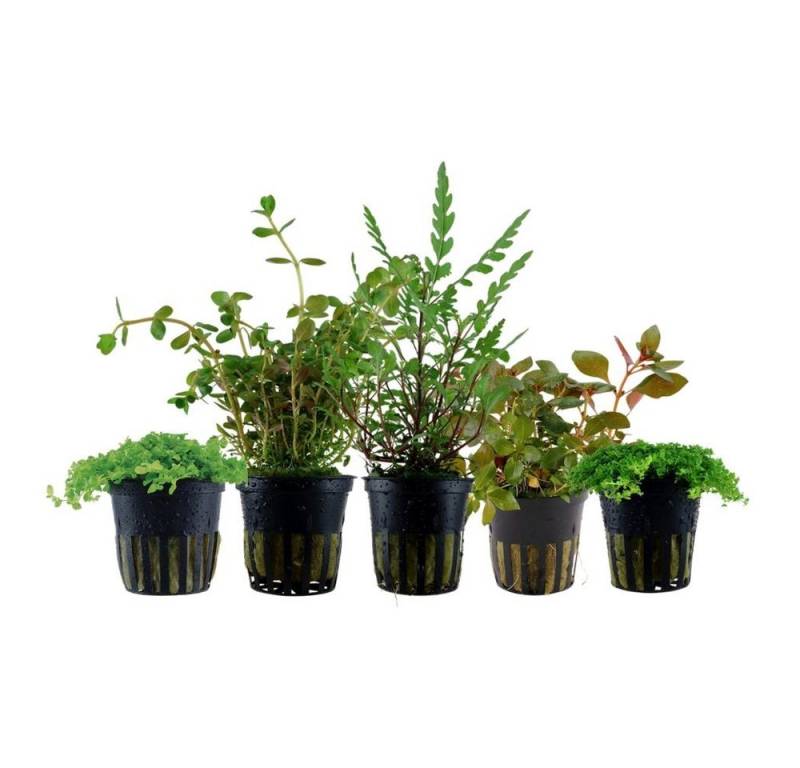 Aquaone Wasserpflanze Wabikusa Set mit 5 Topf Pflanzen Aquariumpflanzen Set Nr.245 von Aquaone