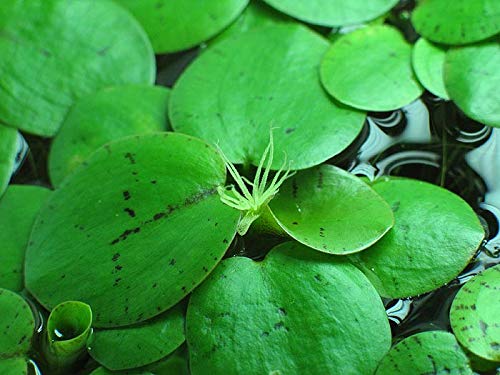 Aquarium Fan - 10 x Mini Amazon Frogbit/Limnobium Laevigatum/Live Aquarium Schwimmpflanzen von Aquarium Fan