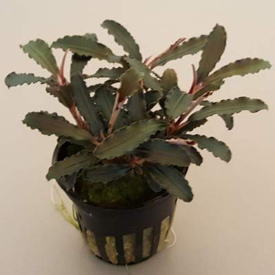 Aquarium Fan Bucephalandra 'Kedagang' -TOP Rarity von Aquarium Plants Factory