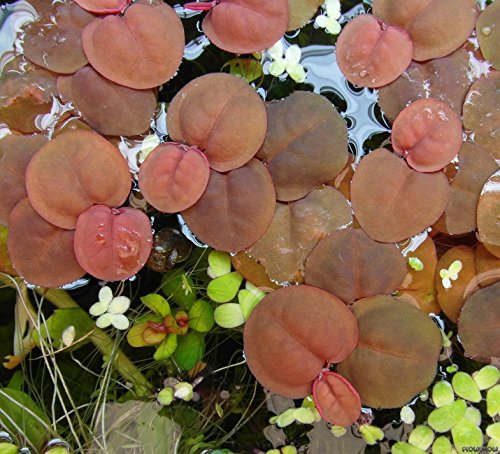 Schwimmende Wolfsmilch / Phyllanthus fluitans - Wasserpflanzen von Aquarium Plants Factory