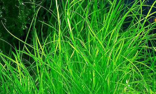 Vallisneria nana - 1 Bund - Lebende Aquarium-Pflanze von Aquarium Plants Factory