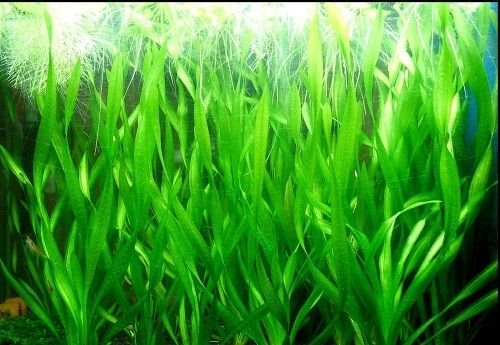 3 Bunde Vallisnerien, Vallisneria Torta, Aquariumpflanze von Aquarium Plants Factory