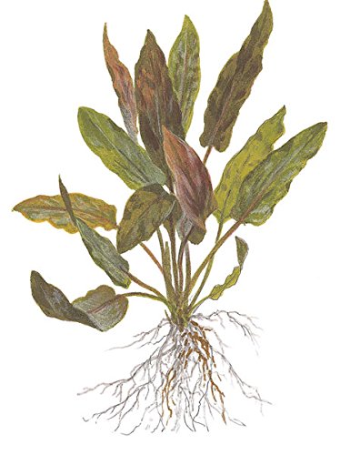 AquaPlants CRYPTOCORYNE COSTATA - 1 Bund AquaPlants CRYPTOCORYNE COSTATA - 1 Bund von Aquarium Plants Factory