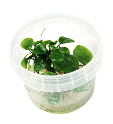 Aquarium Fan Anubias sp. 'Nangi' - In-Vitro Aquarium Fan Anubias sp. 'Nangi' - In-Vitro von Aquarium Plants Factory