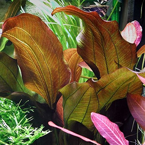 Echinodorus 'Reni' Aquarium-Pflanze Echinodorus 'Reni' Aquarium-Pflanze von Aquarium Plants Factory