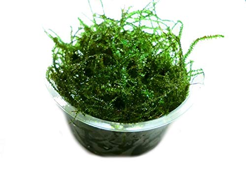 Aquarium Rio Javamoos Vesicularia dubyana Aquarium Rio Javamoos Vesicularia dubyana von Aquarium Rio