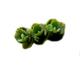 Goethe Pflanze/Brutblatt Kindel-Ableger Aquarium Rio Zucht von Aquarium Rio