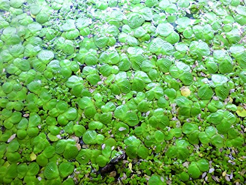 Teichlinse Lemna Minor (Entengrütze) für Gartenteich & Aquarium von Aquarium Rio